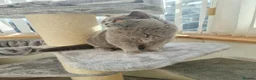 British Shorthair cats for sale: Ready now 2x Kittens Avaliable  - Advert 5