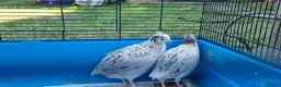 Quail poultry for sale: Coturnix quail - Advert 1