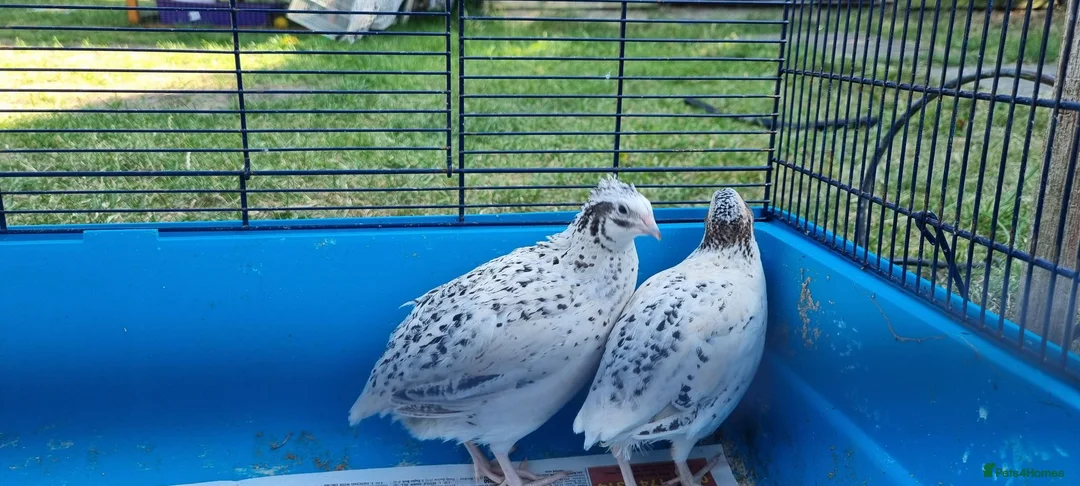Quail poultry for sale: Coturnix quail - Advert 1