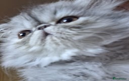 Persian cats for sale: Stunning pure bred persian kittens - Image 2