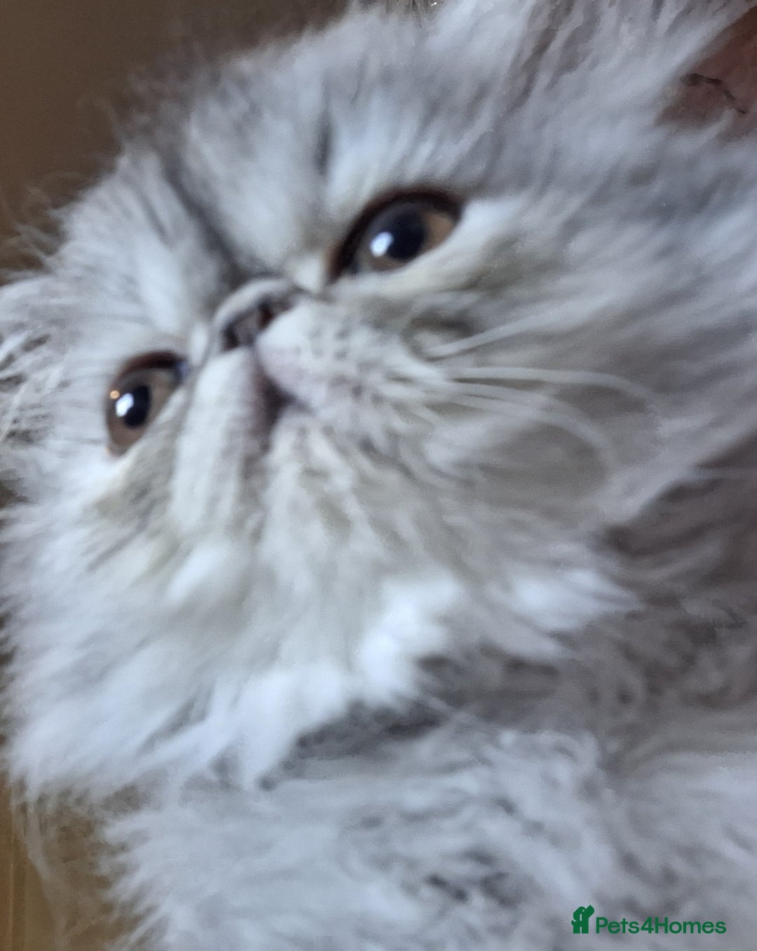 Persian cats for sale: Stunning pure bred persian kittens - Image 2