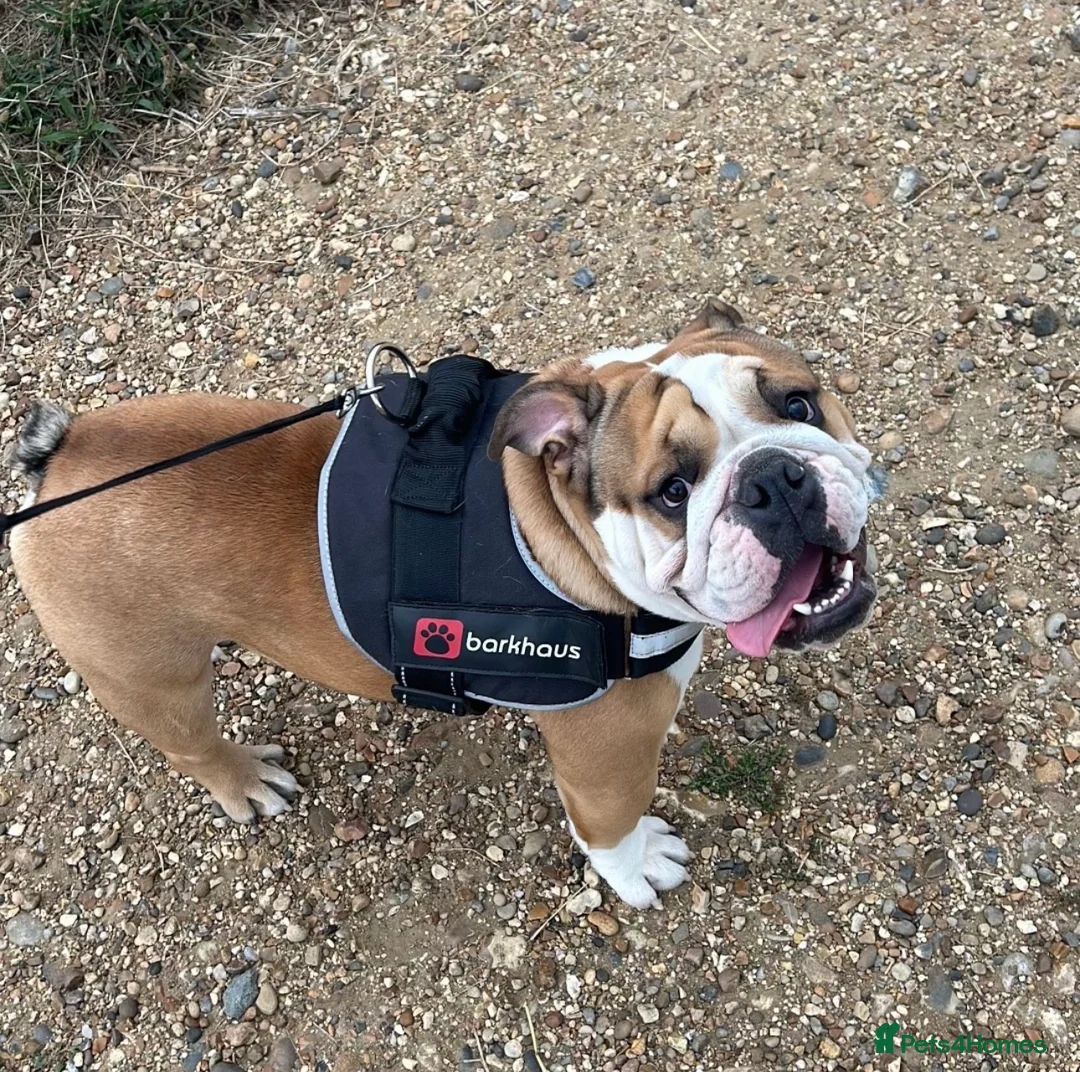 English Bulldog dogs for stud: BRONSON stunning English bulldog  in Canvey Island - Advert 3
