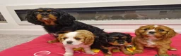 Cavalier King Charles Spaniel dogs for stud: KC, DNA, KC HEART SCHEME GREEN, BVA EYE CLEAR - Advert 2