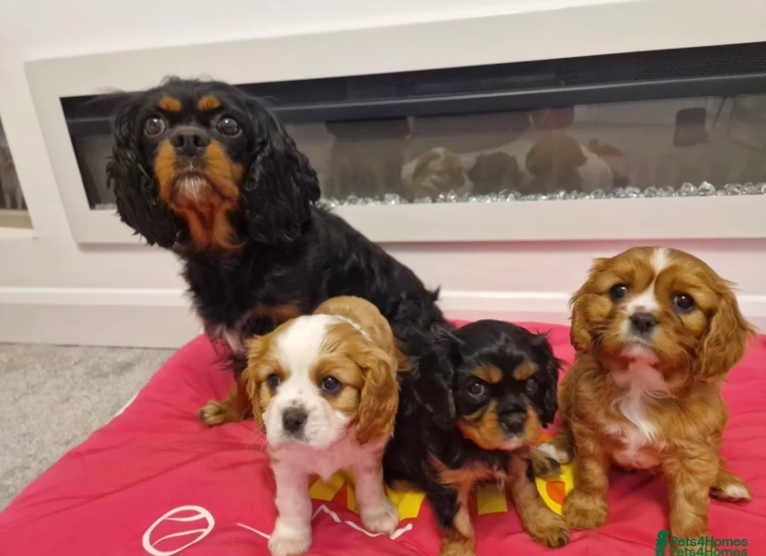 Cavalier King Charles Spaniel dogs for stud: KC, DNA, KC HEART SCHEME GREEN, BVA EYE CLEAR - Advert 2