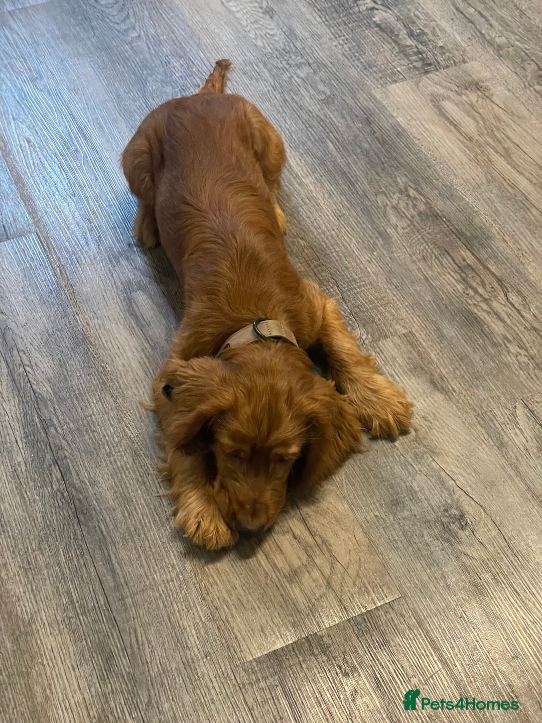 Cocker Spaniel dogs for sale: et Buster: Fully Trained Loving Red Cocker Spaniel - Advert 10