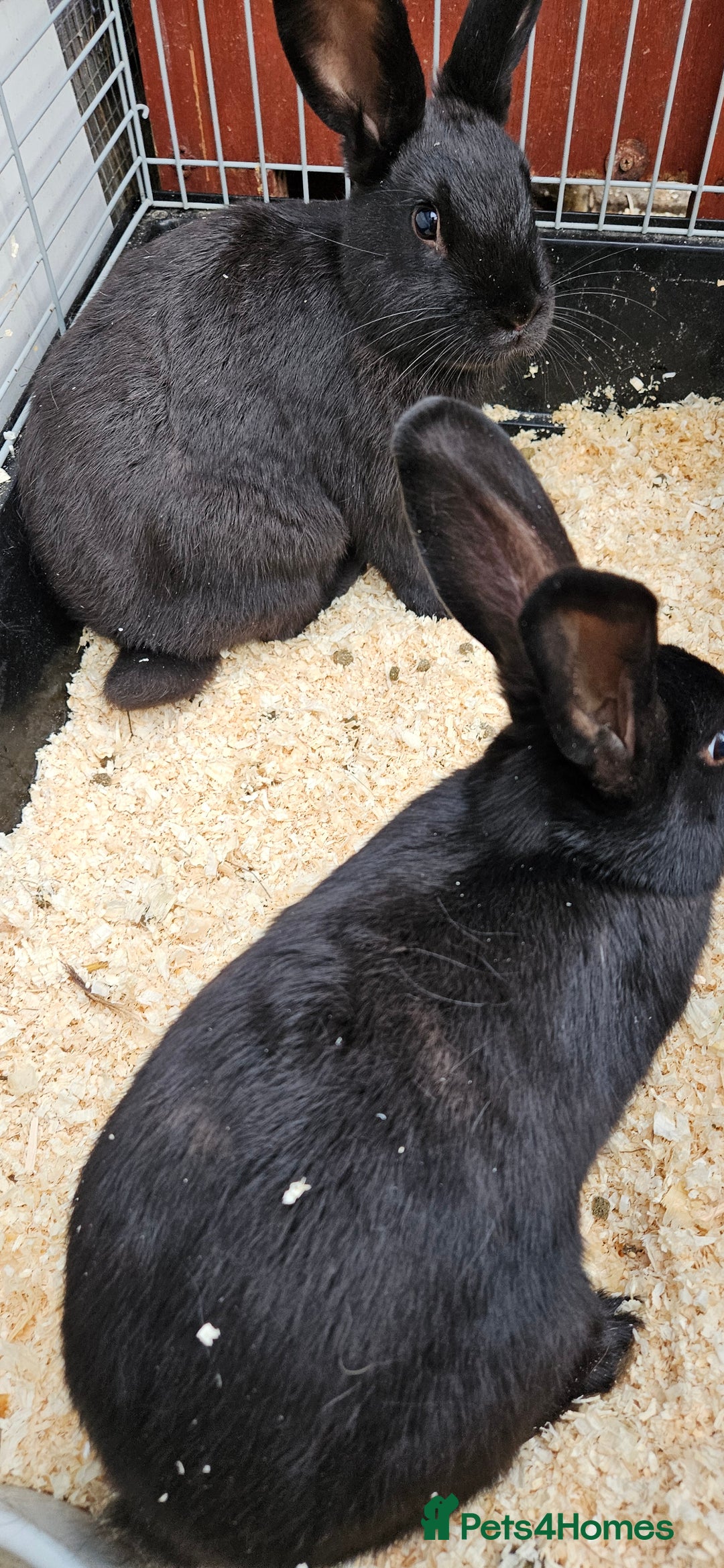 Mixed Breed rabbits for sale: Male Rabbits for Sale - Image 1