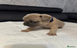 French Bulldog dogs for sale: French bulldog  - Image 12