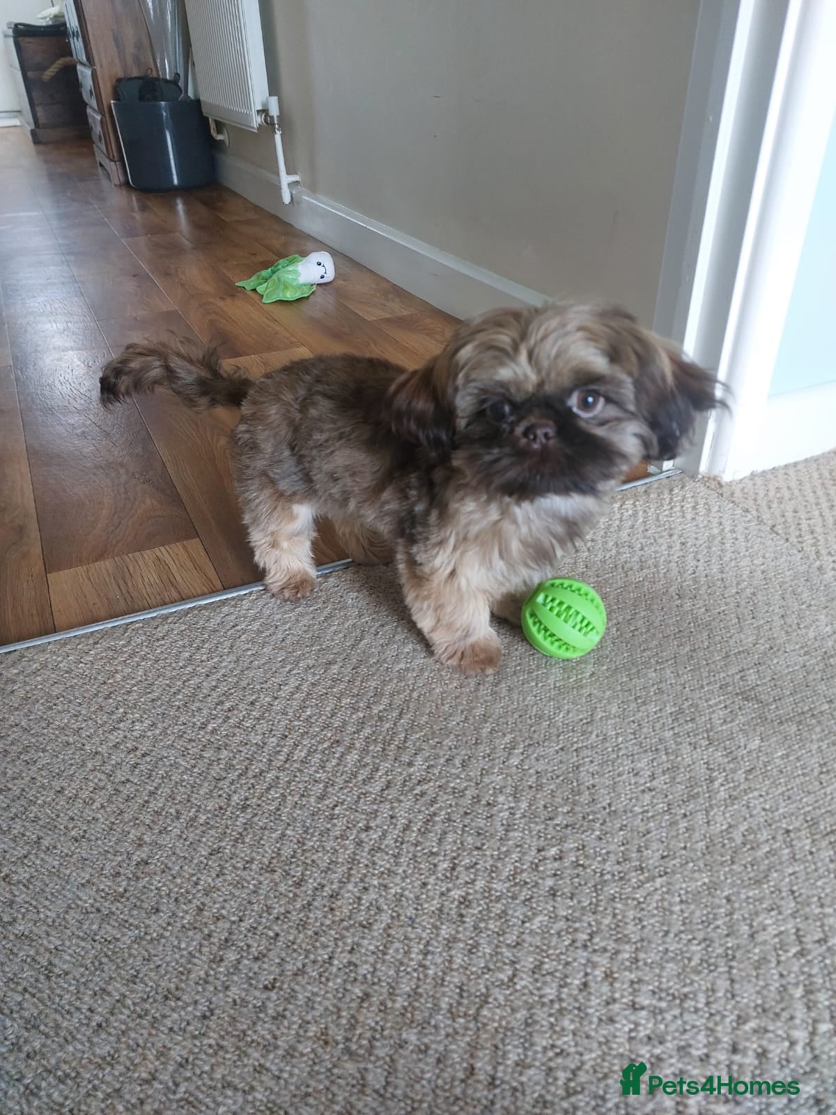 Shih Tzu dogs Female imperial shih tzu  - Advert 3