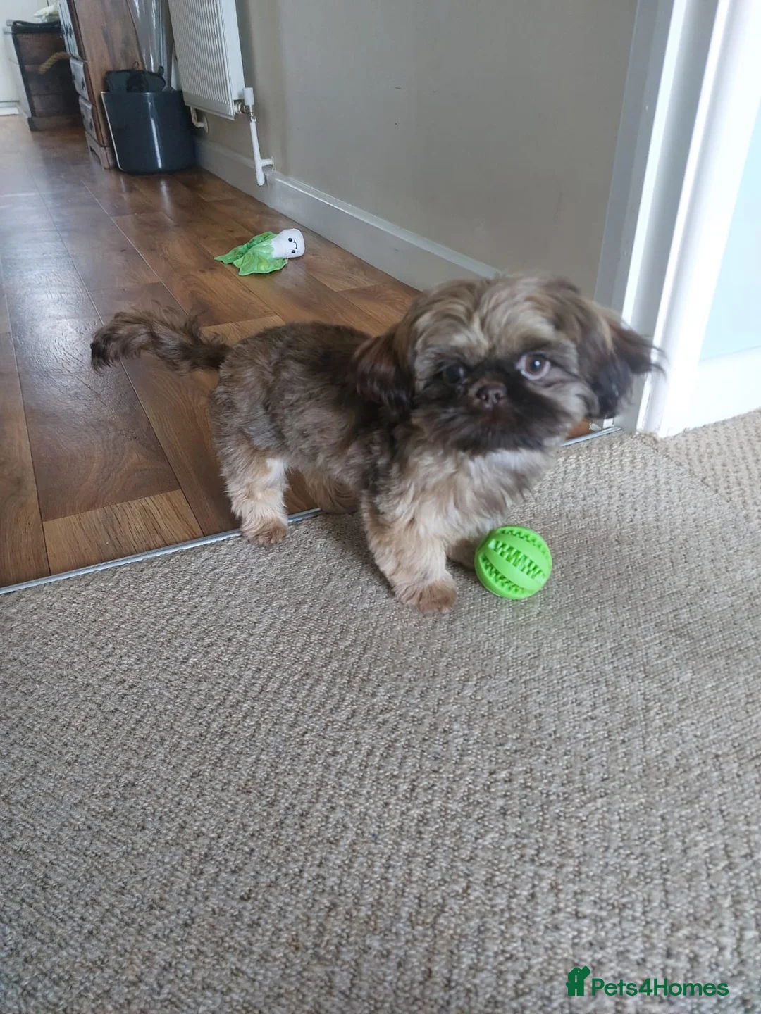 Shih Tzu dogs for sale: Female imperial shih tzu  - Advert 1