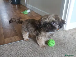 Shih Tzu dogs Female imperial shih tzu - Advert 3