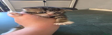 Tabs