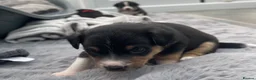 Mixed Breed dogs for sale: 3 male pomchi jacks in Preston - Advert 10