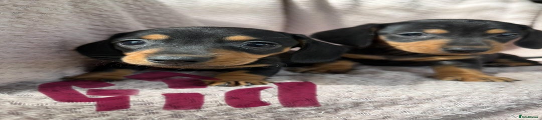 Miniature Dachshund Puppy 6