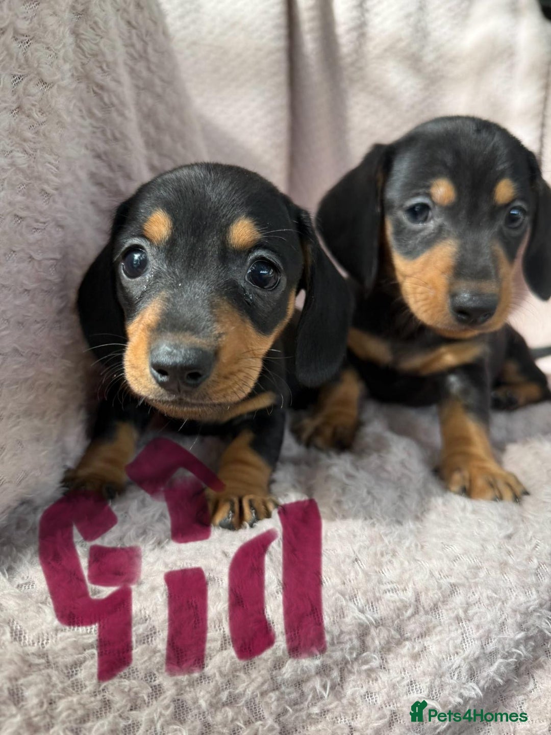 Miniature Dachshund dogs for sale: My amazing sausages are ready for new homes  - Image 5