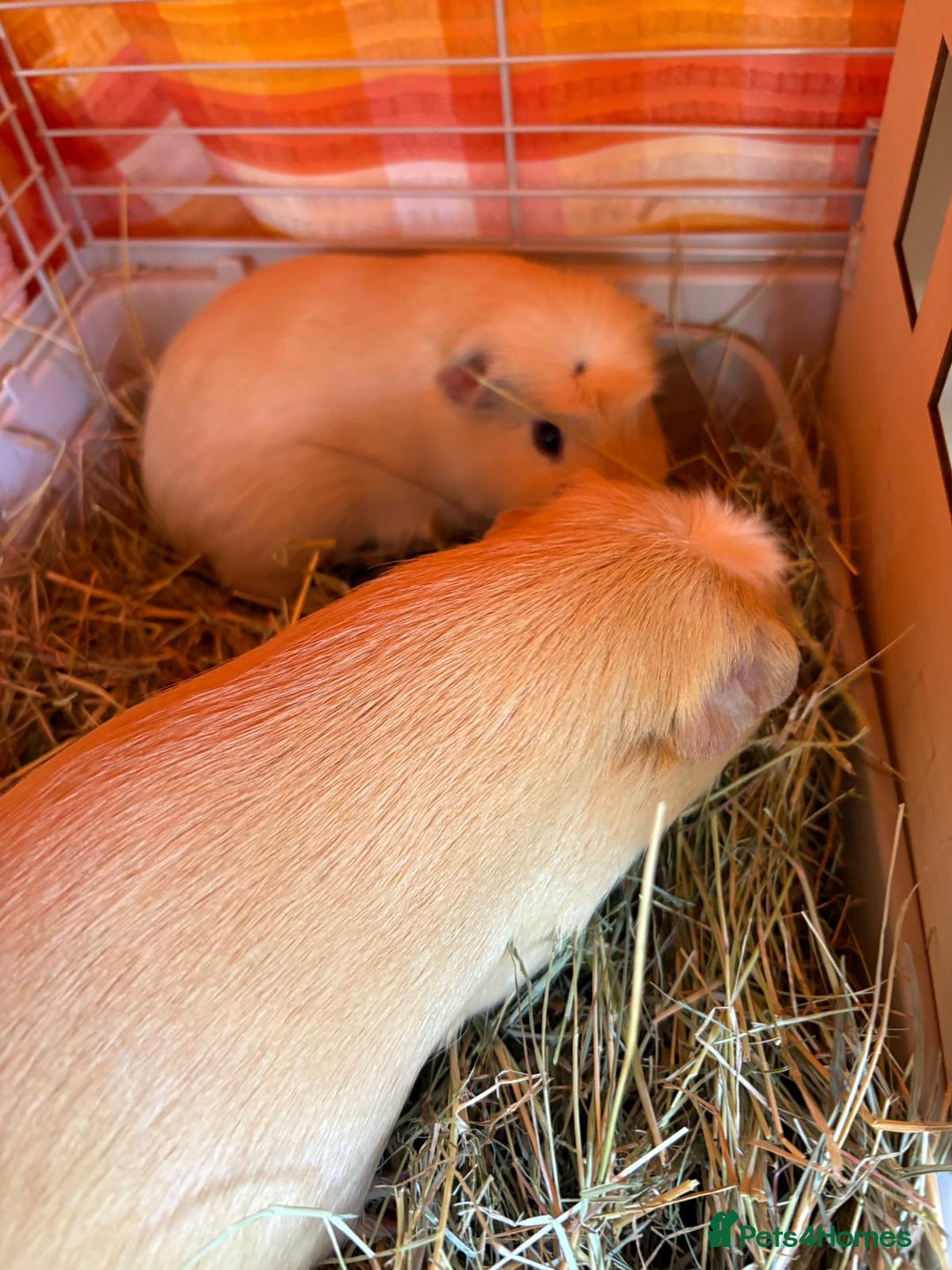 Guinea Pig rodents for sale: 2 male guinea pigs with cage - Advert 10