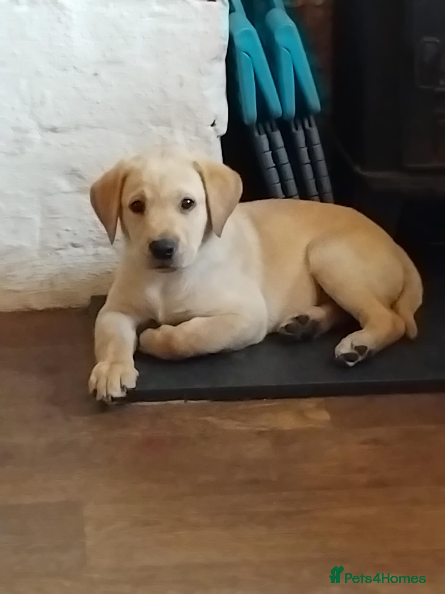 Labrador Retriever dogs 1 gorgeous Labrador boy - Advert 15