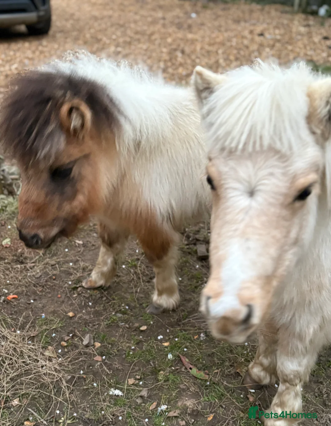 Dartmoor horses for sale: Two mini Shetlands  - Advert 1