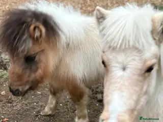 Dartmoor horses Two mini Shetlands - Advert 2