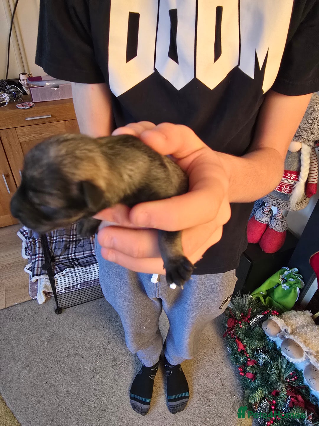 Miniature Schnauzer dogs for sale: Miniture Schnauzer's  - Advert 8