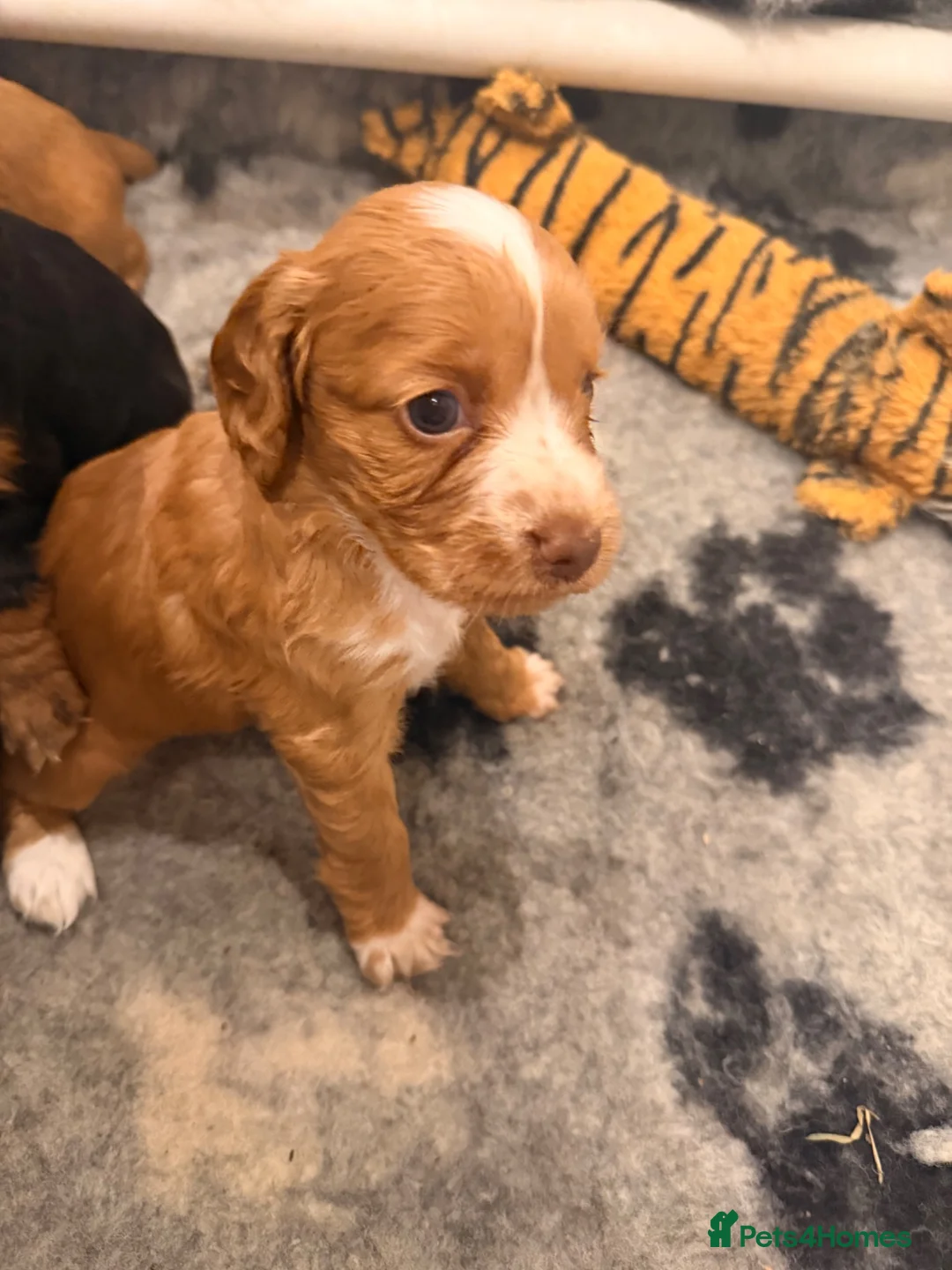 Cocker Spaniel dogs for sale: Working Cocker Spaniel Puppies - Advert 2
