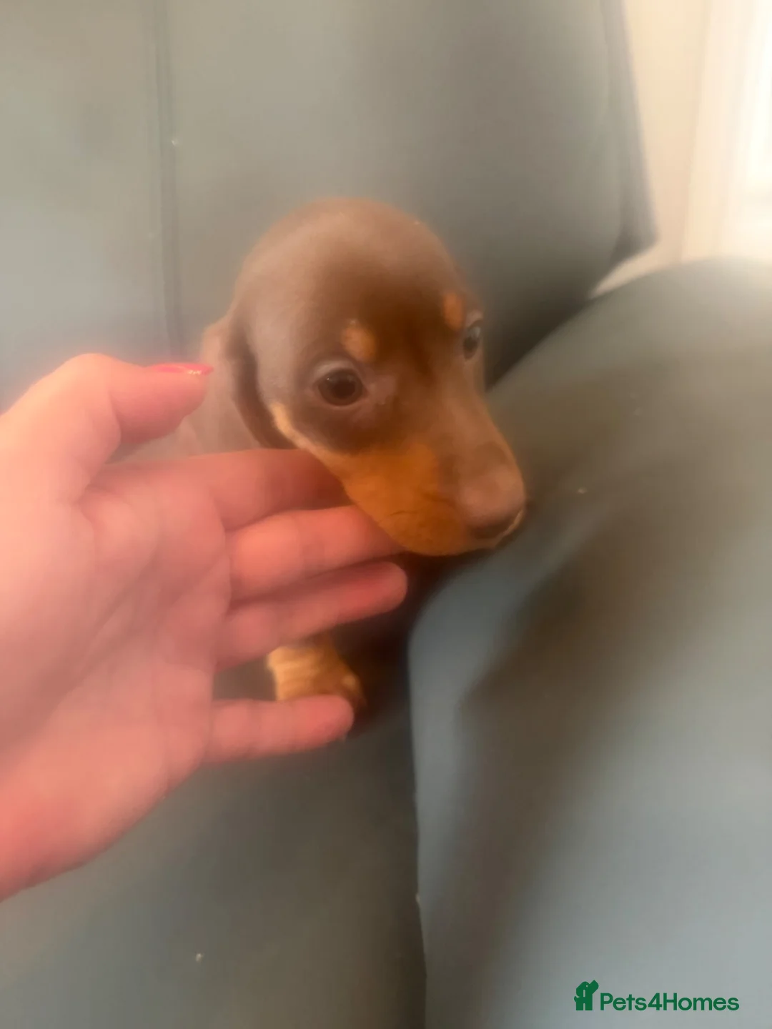 Miniature Dachshund dogs for sale: miniature dachshund puppies  in Ferryhill - Advert 21
