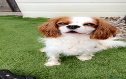 Cavalier King Charles Spaniel dogs for stud: Beautiful king - Image 1