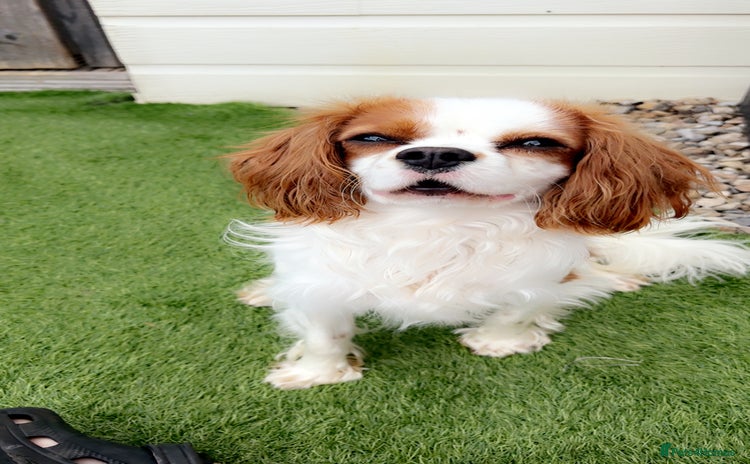 Cavalier King Charles Spaniel dogs - Advert 11