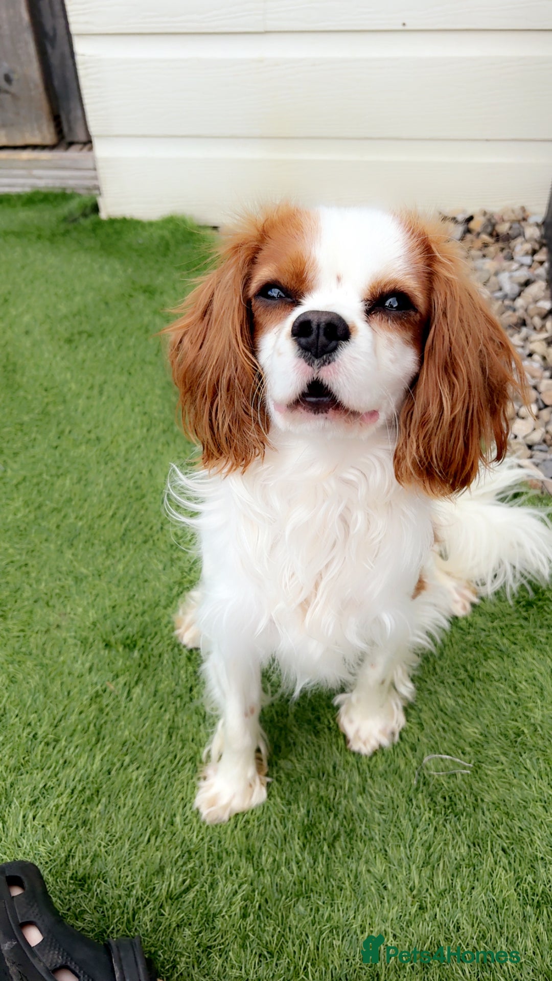 Cavalier King Charles Spaniel dogs for stud: Beautiful king - Image 1