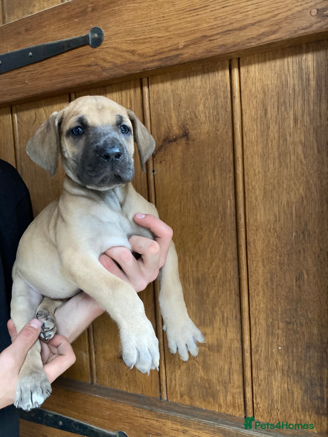 Great Dane dogs for sale: Beautiful Great Dane pups - Image 2