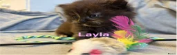 Persian cats for sale: **SOLD** Stunning litter of five female Perdolls - Advert 26