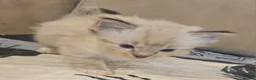 Ragdoll cats for sale: Lovely ragdoll kittens looking for a home - Advert 12