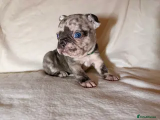 French Bulldog dogs Incredible blue eyes. 7 Merle 1 black. Best on net - Advert 9