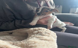 Jack Russell dogs for sale: Jack Russell pups  - Image 16
