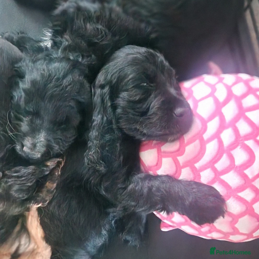 Sprocker dogs for sale: 3 BEAUTIFULL SPROCKERS FOR SALE! - Advert 2