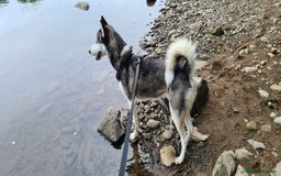 Siberian Husky dogs for sale: Rehoming my beloved Husky - Image 8