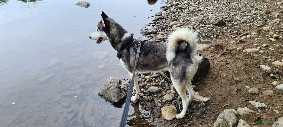 Siberian Husky dogs for sale: Rehoming my beloved Husky - Image 8