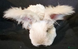 Angora rabbits for sale: Poor little man... - Image 11
