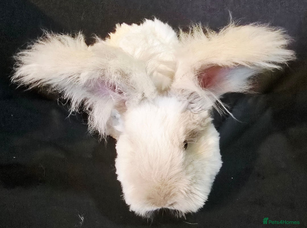 Angora rabbits for sale: Poor little man... - Image 11