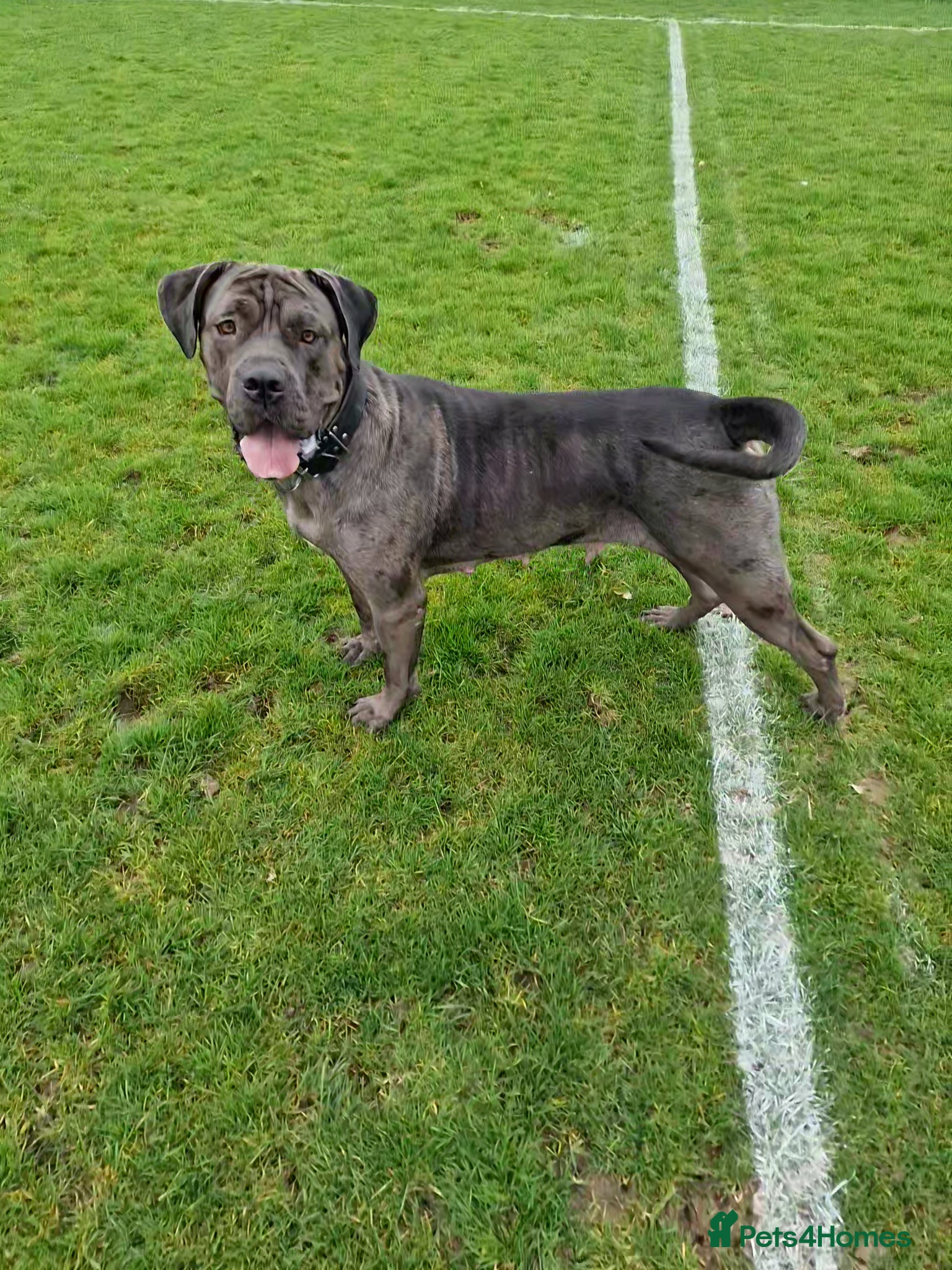 Mixed Breed dogs Blue 2 year old Presa X - Advert 2