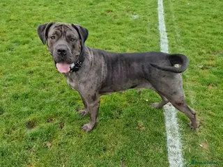 Mixed Breed dogs Blue 2 year old Presa X - Advert 2