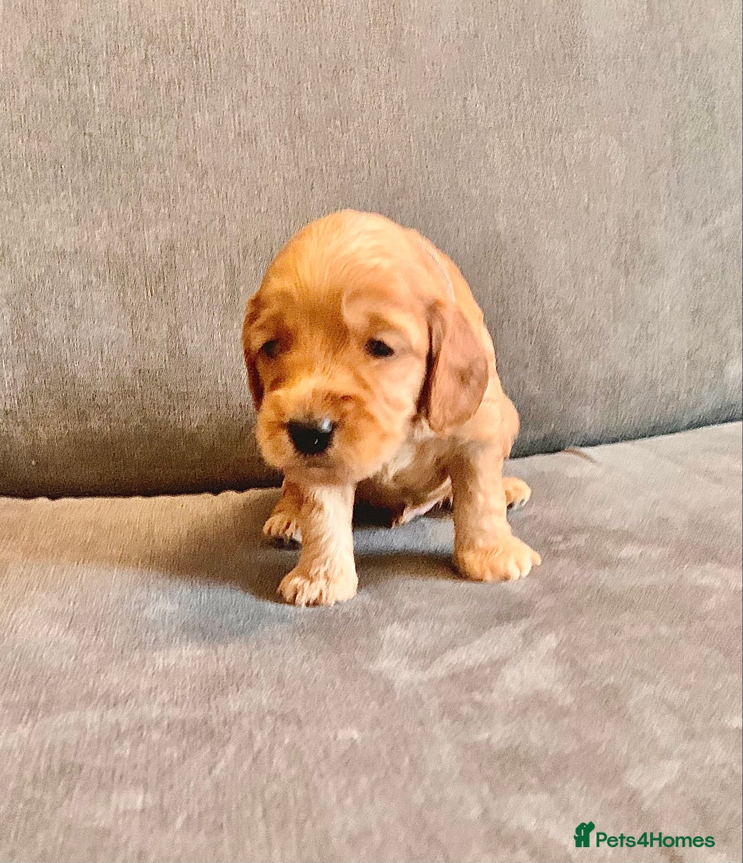 Cockapoo dogs for sale: Cockapoo - Advert 31