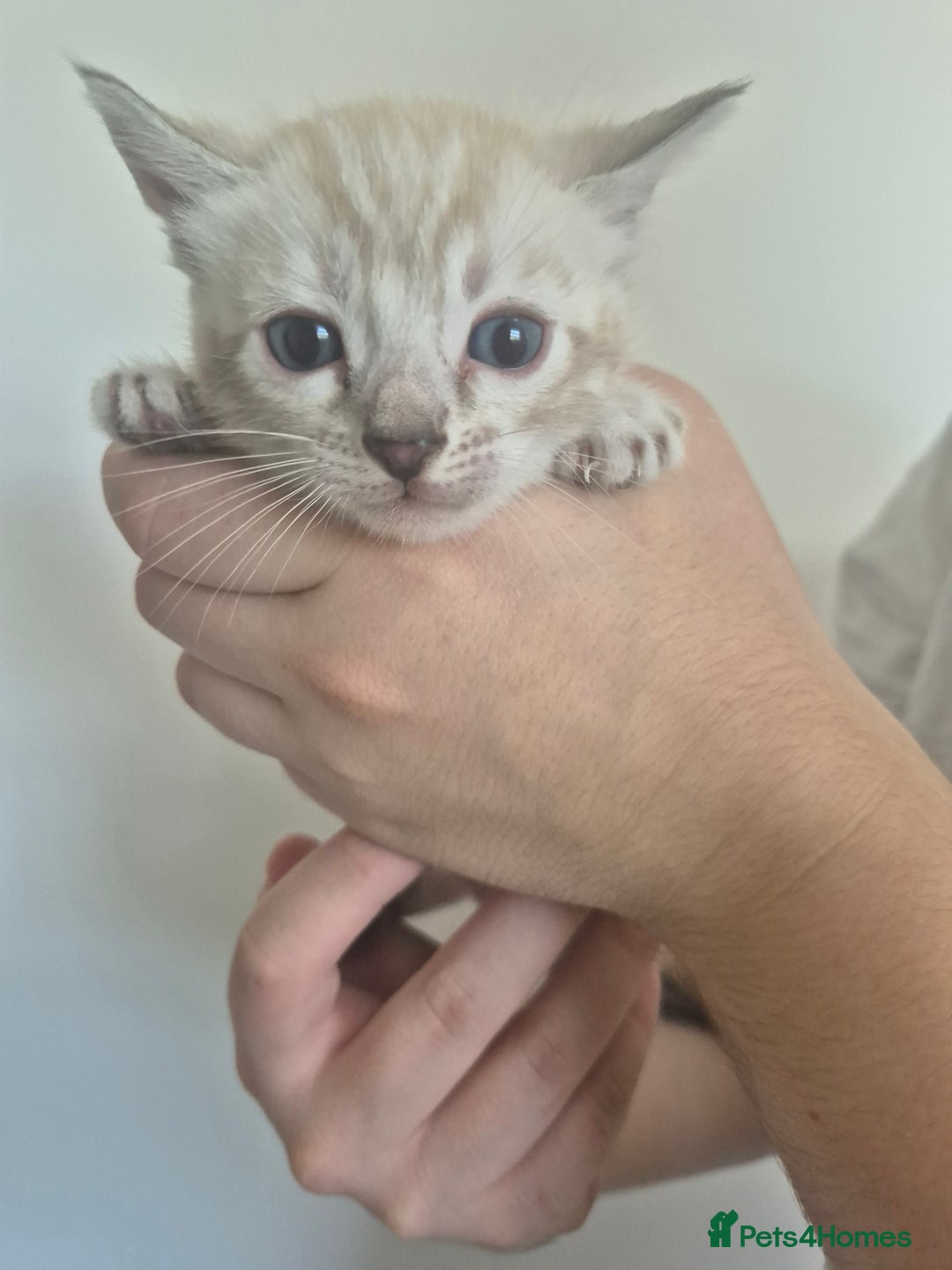 Bengal cats for sale: TICA large/clouded rosettes snow bengal kittens  - Image 20