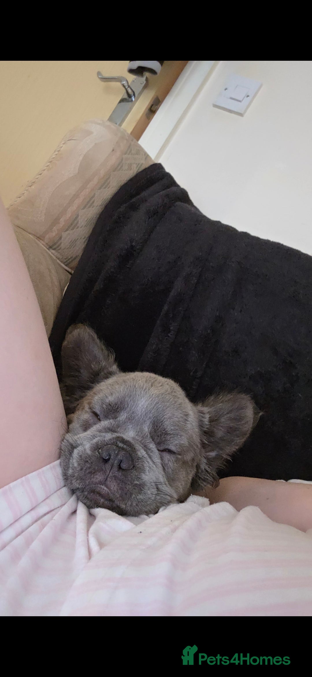French Bulldog dogs for sale: Beautiful fluffy frenchie girl  - Image 5