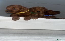 Cockapoo dogs for sale: Adorable cockapoos - Image 3