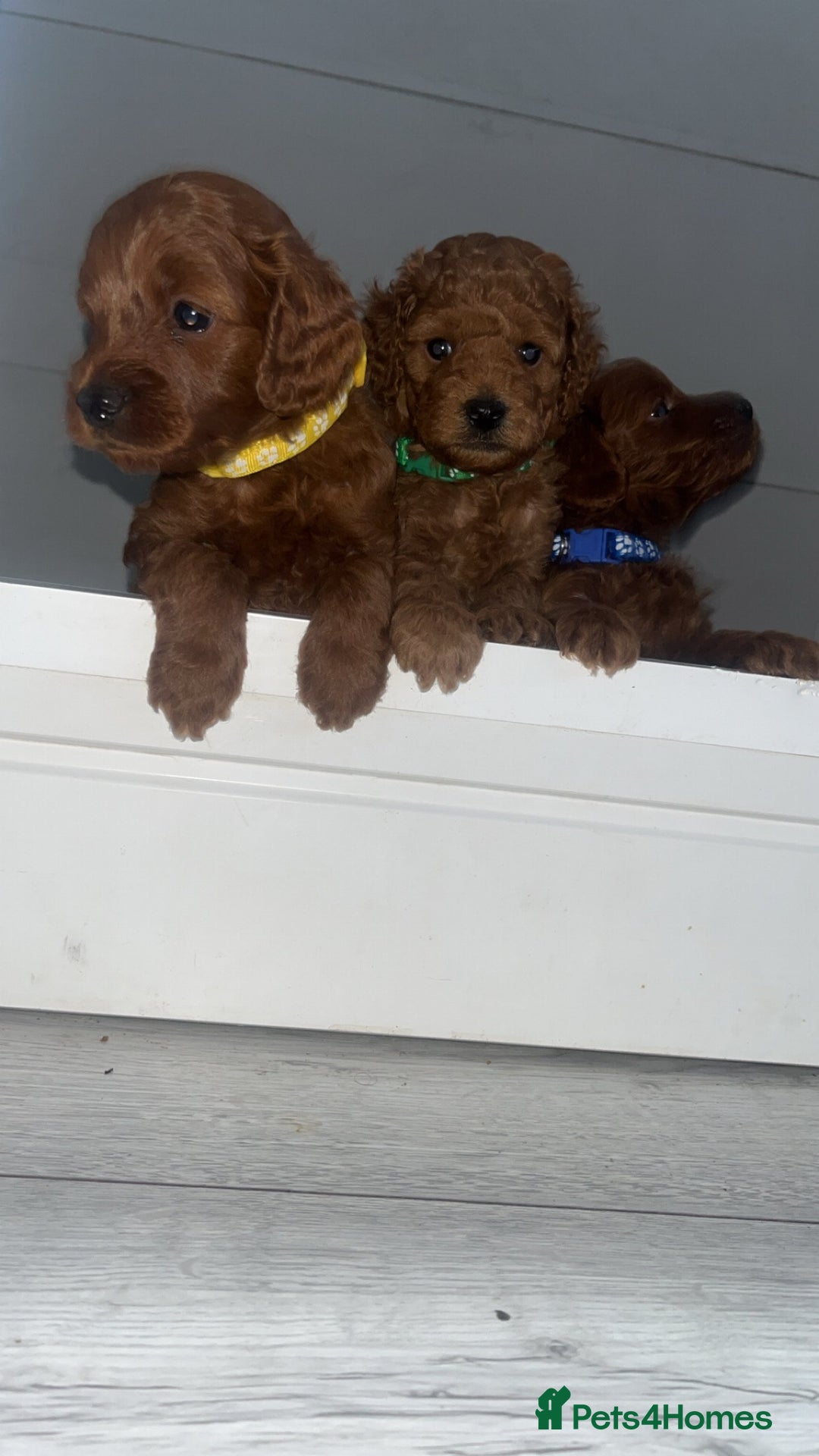 Cockapoo dogs for sale: Adorable cockapoos - Image 3