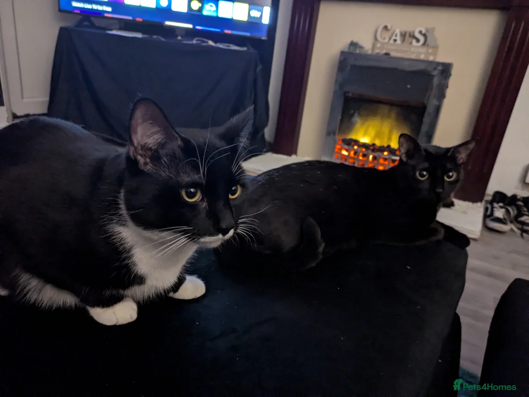 Mixed Breed cats for sale: Litter sure this weekend or through the week  - Advert 3