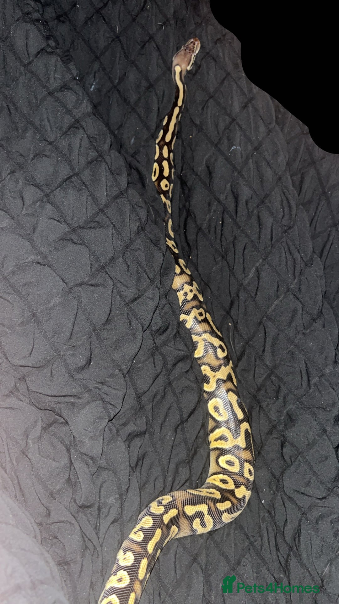 Python Snake reptiles for sale: Phantom type ball python - Image 3
