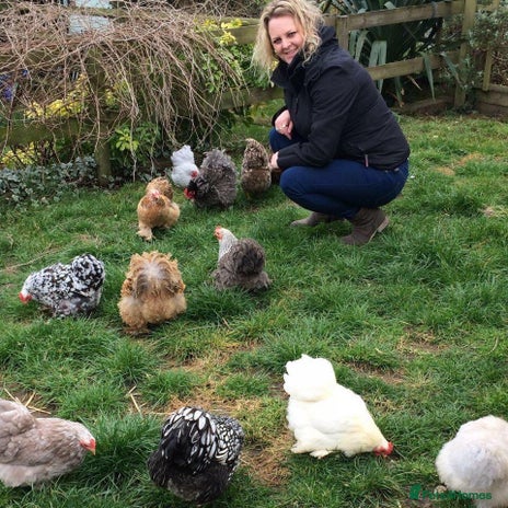 Chickens poultry in Bordon - Advert 9