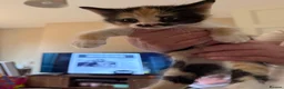 Mixed Breed cats for sale: Ragamuffin mix kittens please read description  - Advert 13