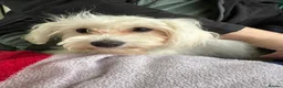 Bichon Frise dogs for sale: Anna 9 months old  - Advert 2